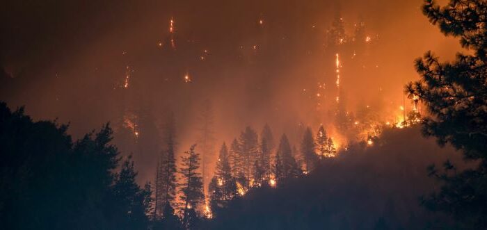 wildfires, forest