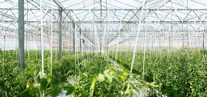greenhouse, indoor farming, agriculture